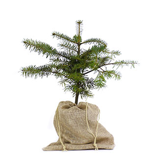 rvores de Natal - Abeto do Cucaso Vaso 1L bolsa